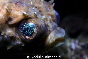 puffer fish by Abdulla Almehairi 